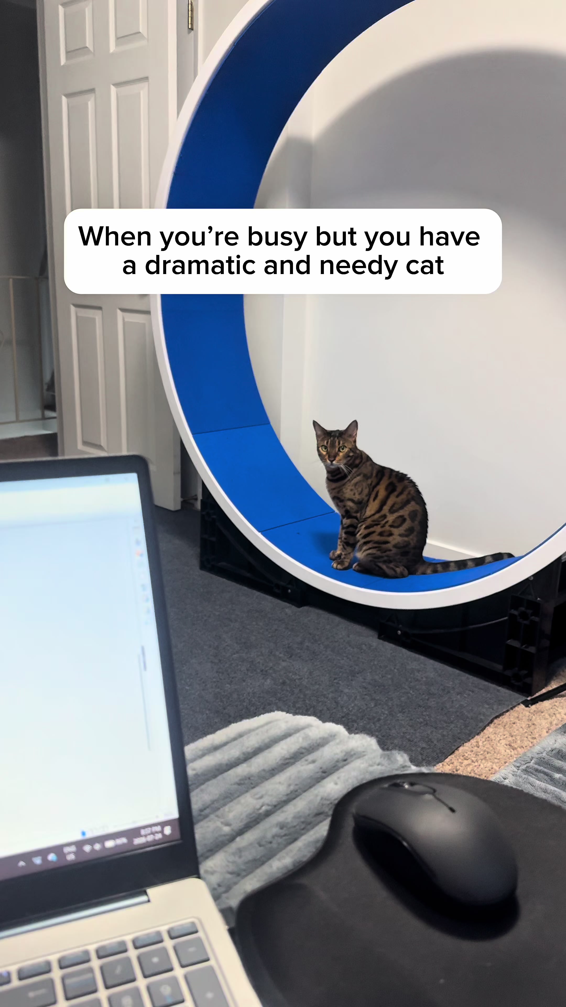 @Three Nawty Cats