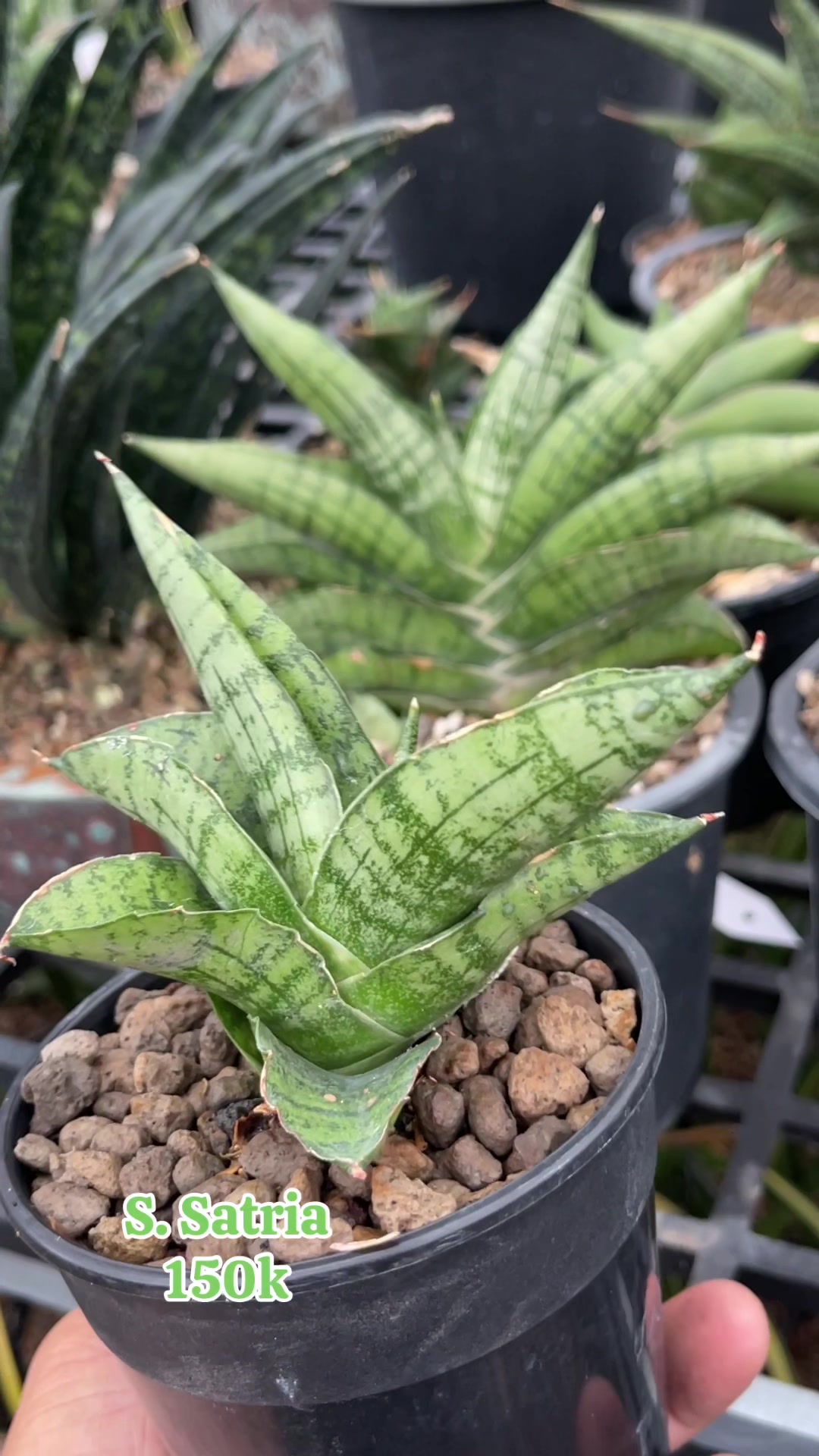 @The Sansevieria Farm