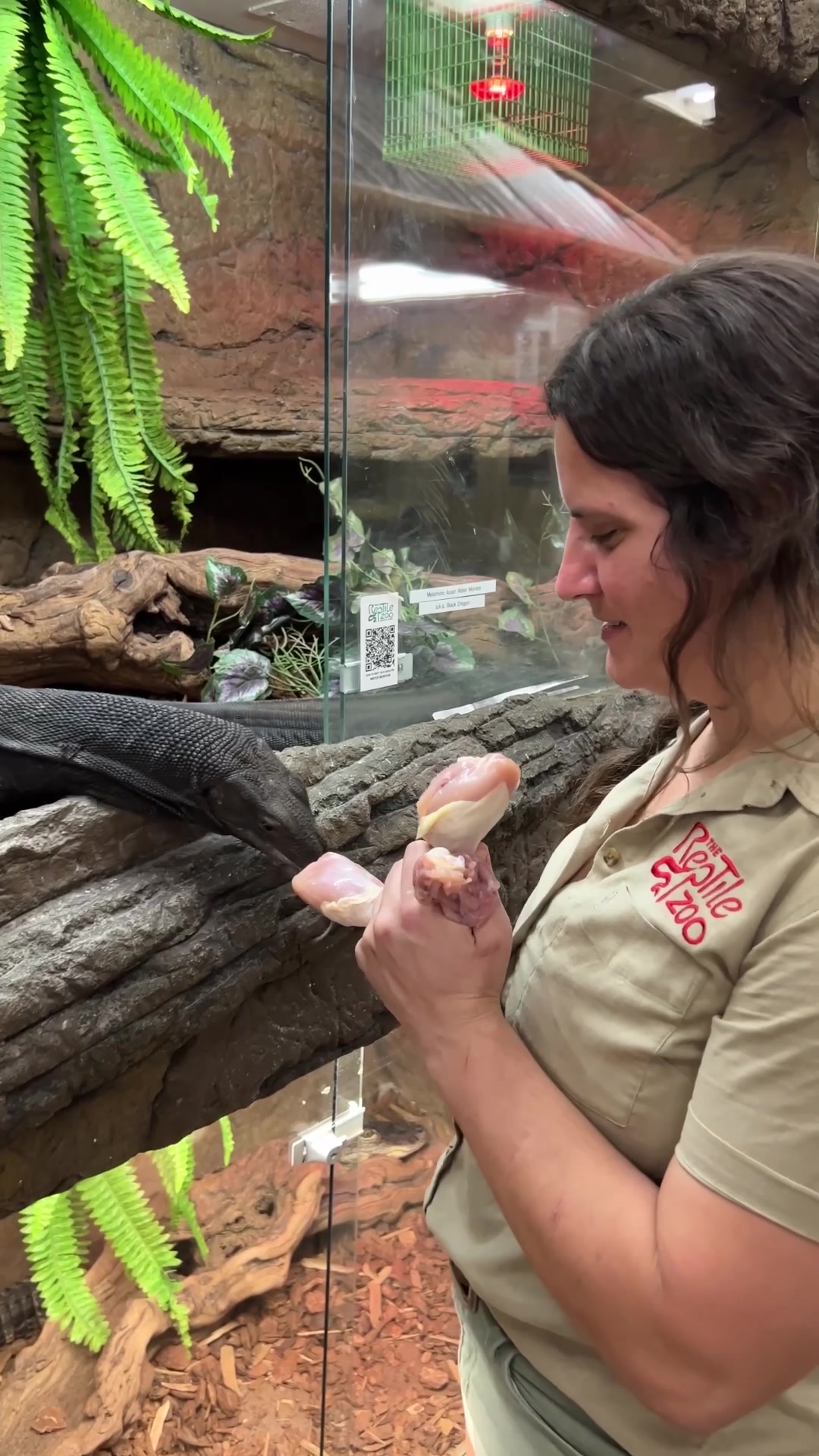 @The Reptile Zoo
