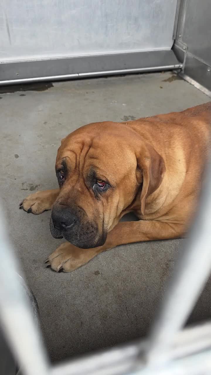 @Saving Mastiffs