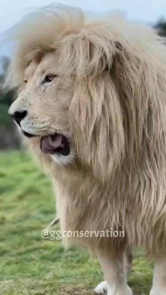 @LION MOTIVATION 🇨🇩🇨🇩🇨🇩