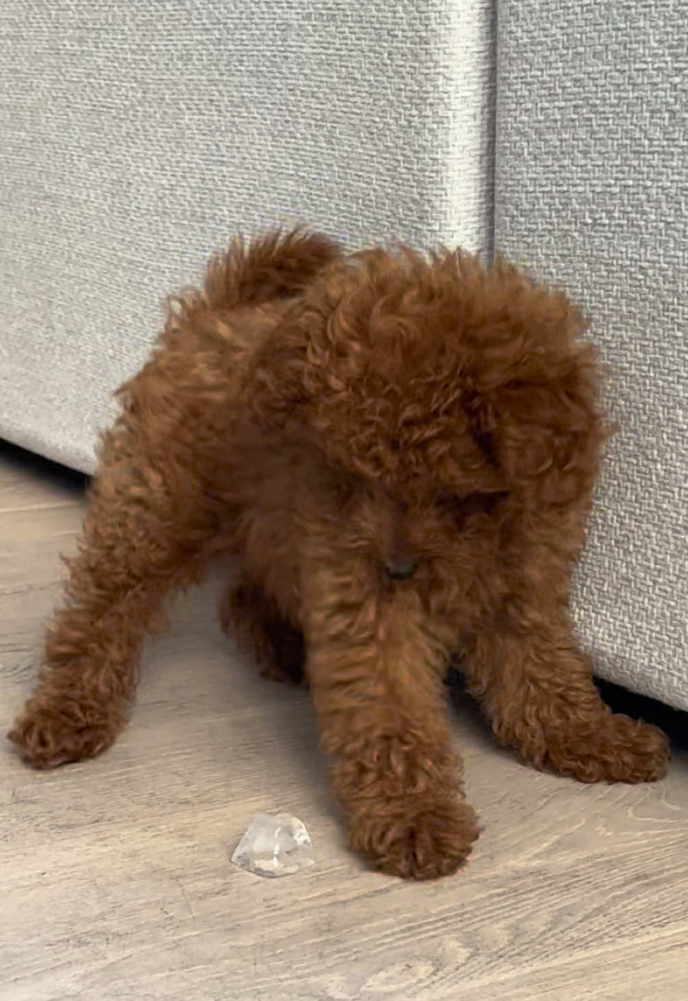 @peppermytoypoodle