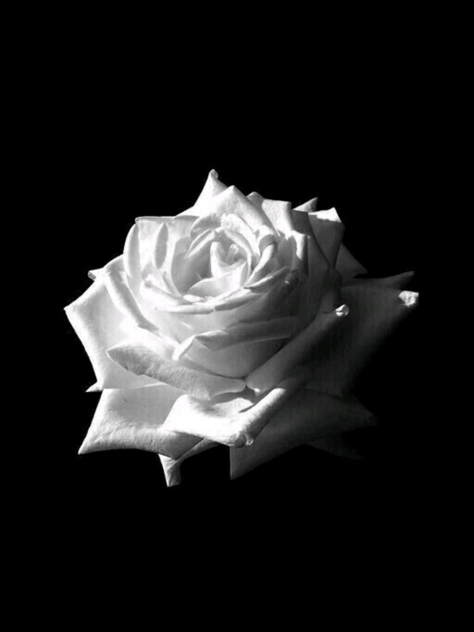 @𝐜𝐨𝐜𝐚 𝐥𝐲𝐫𝐢𝐜𝐬