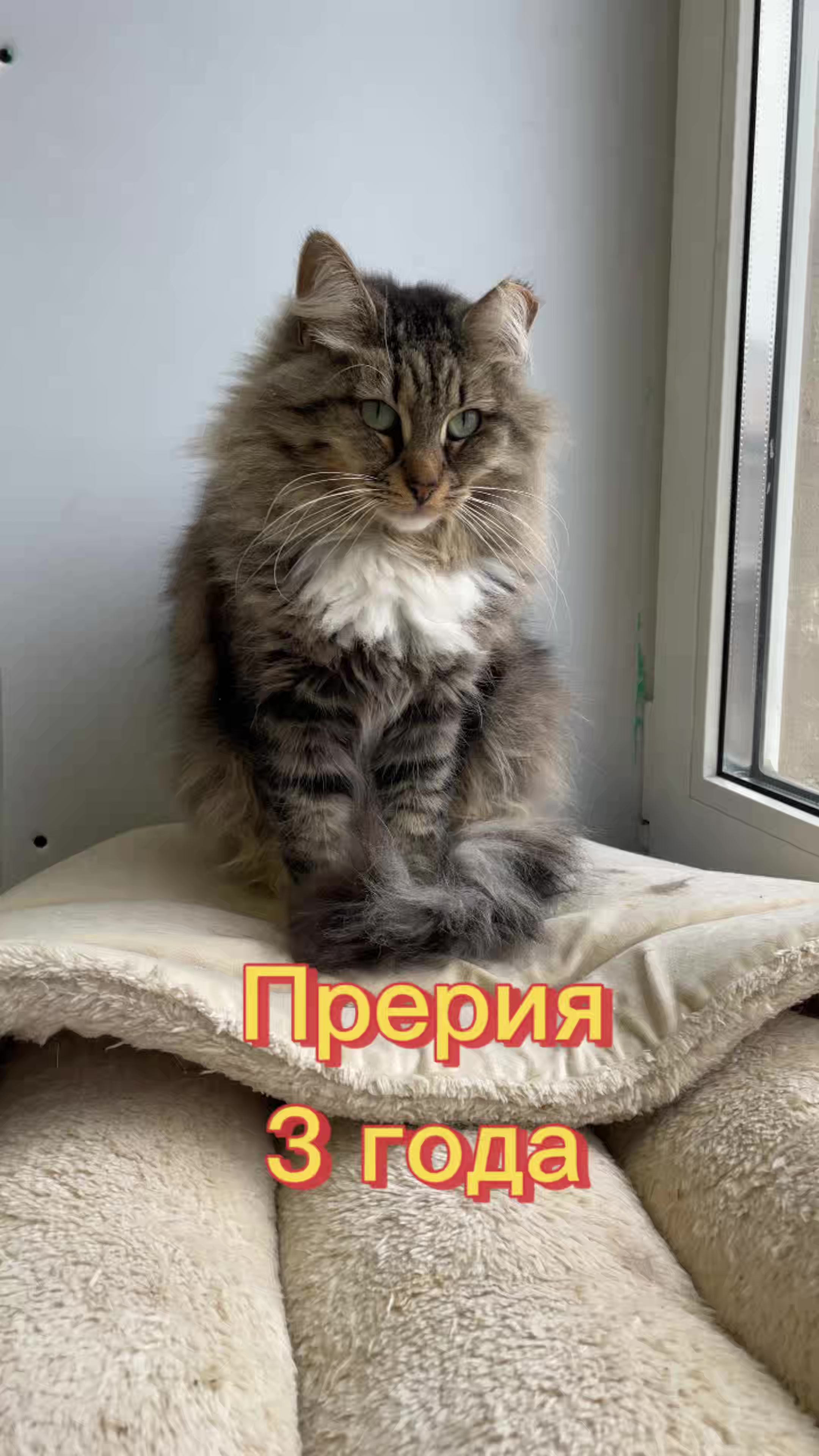 @Приют Новый дом