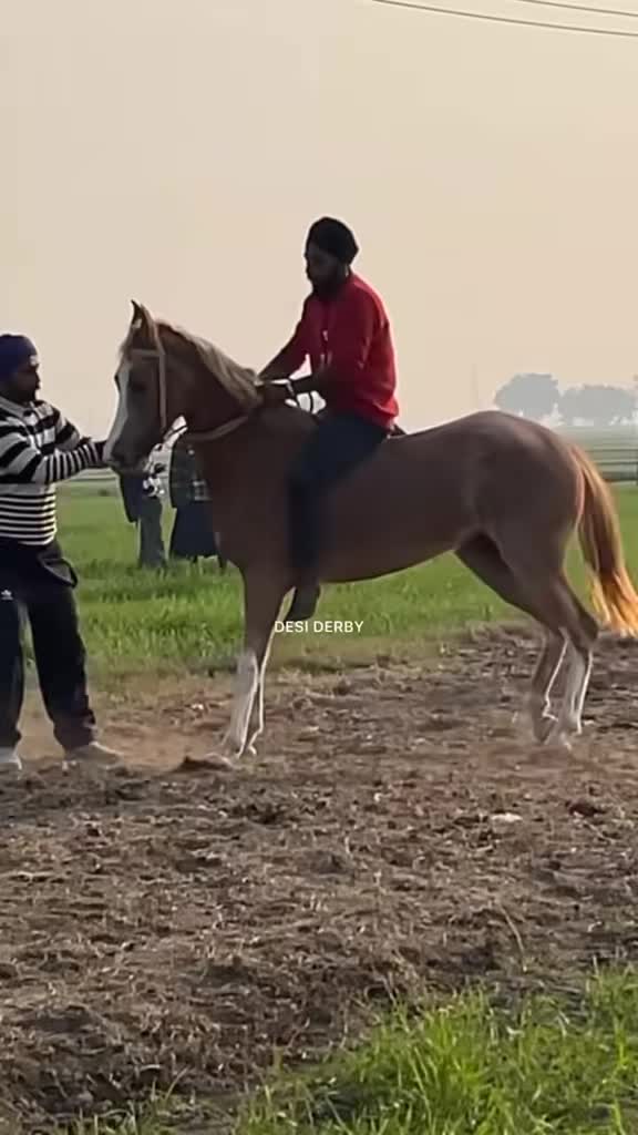 @🏇 MARWARI HORSE RACING 🏇