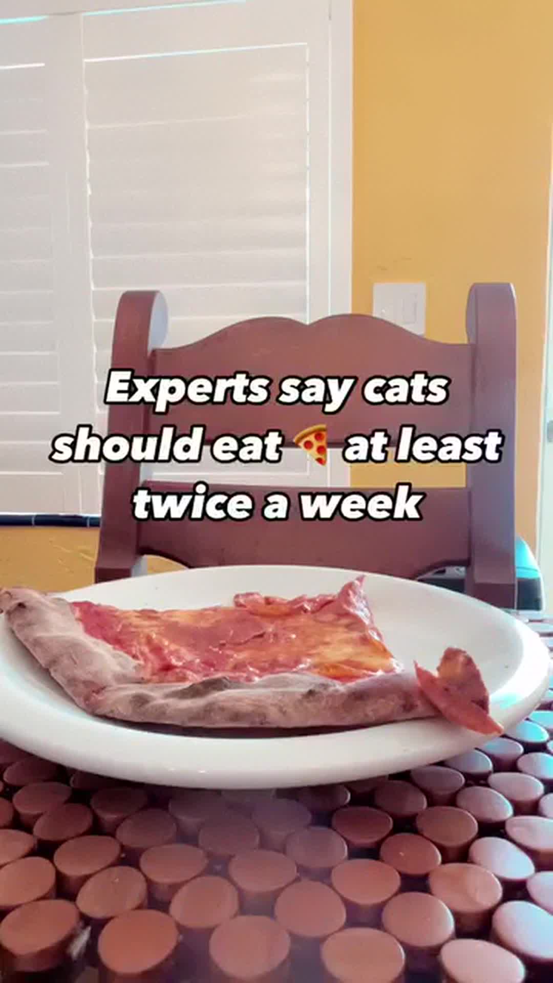 @Seamus the Scottish Fold