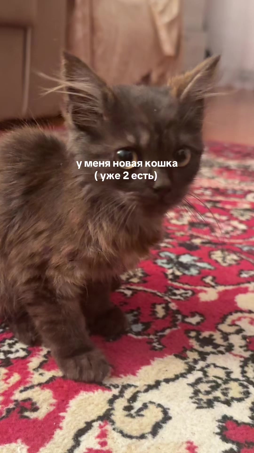 @kristina_panicheva