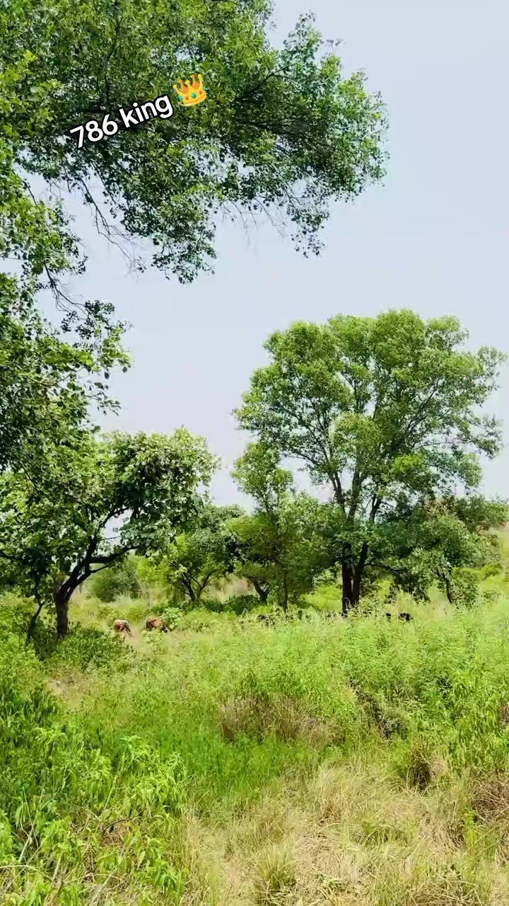 @چوہدری نثار مندیال