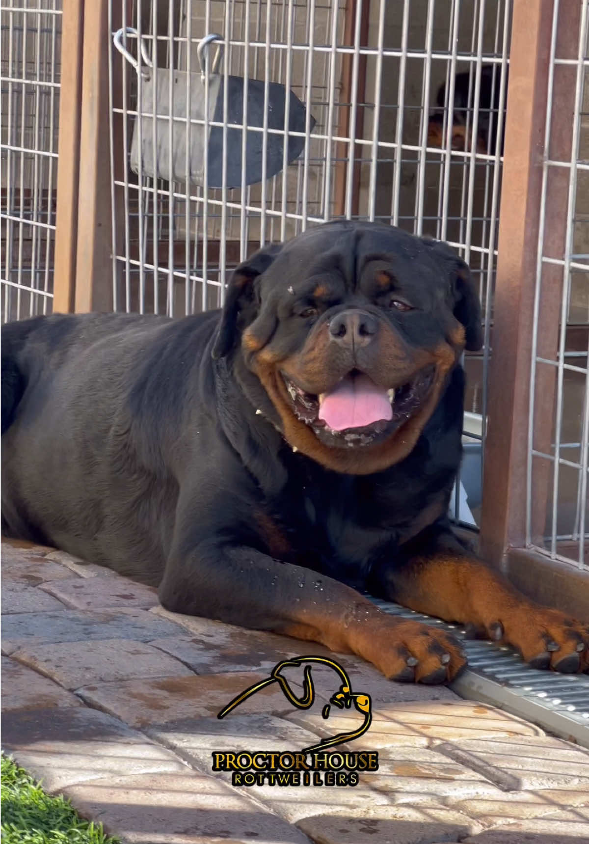 @Proctor House Rottweilers