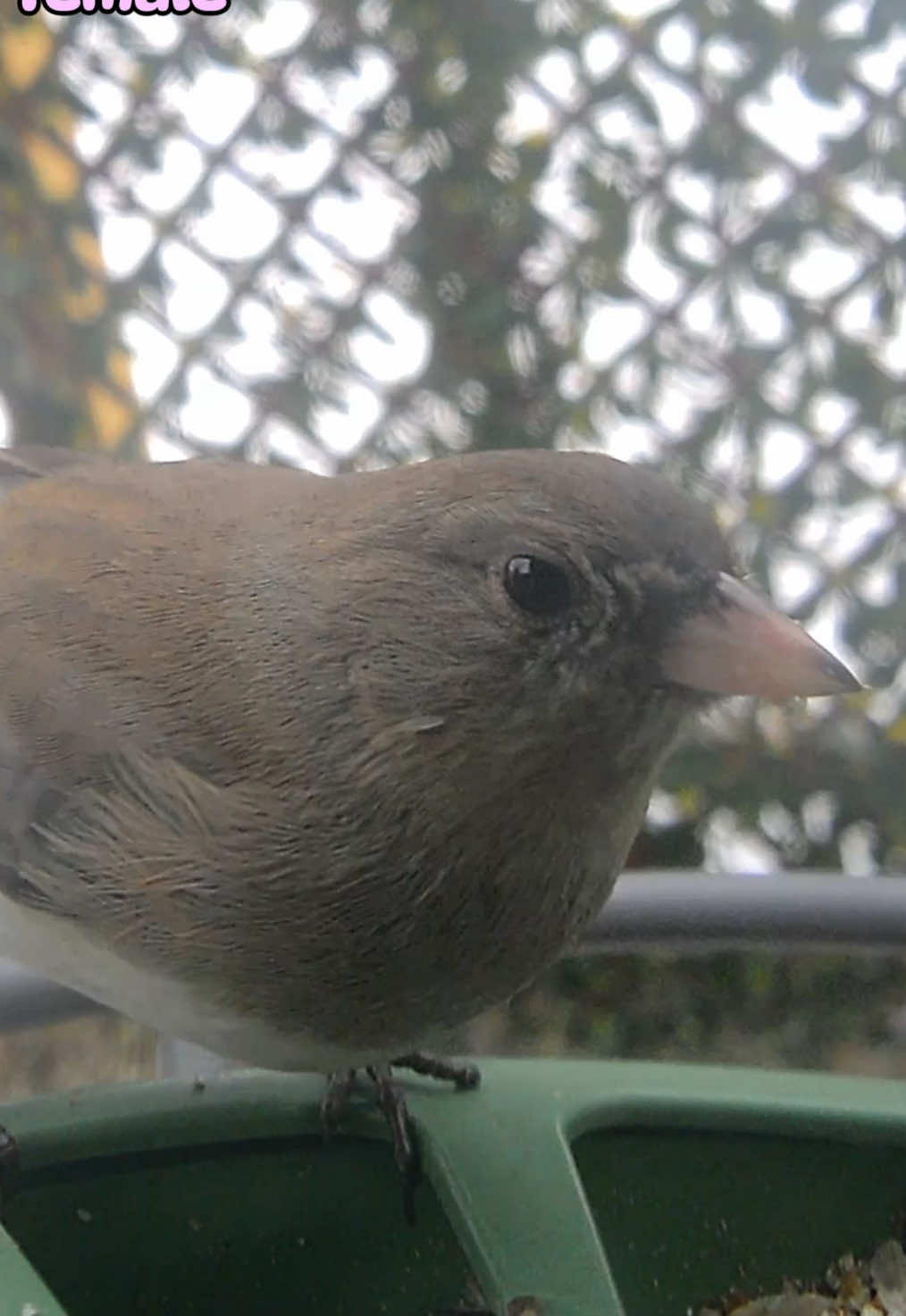 @The Bird Cafe
