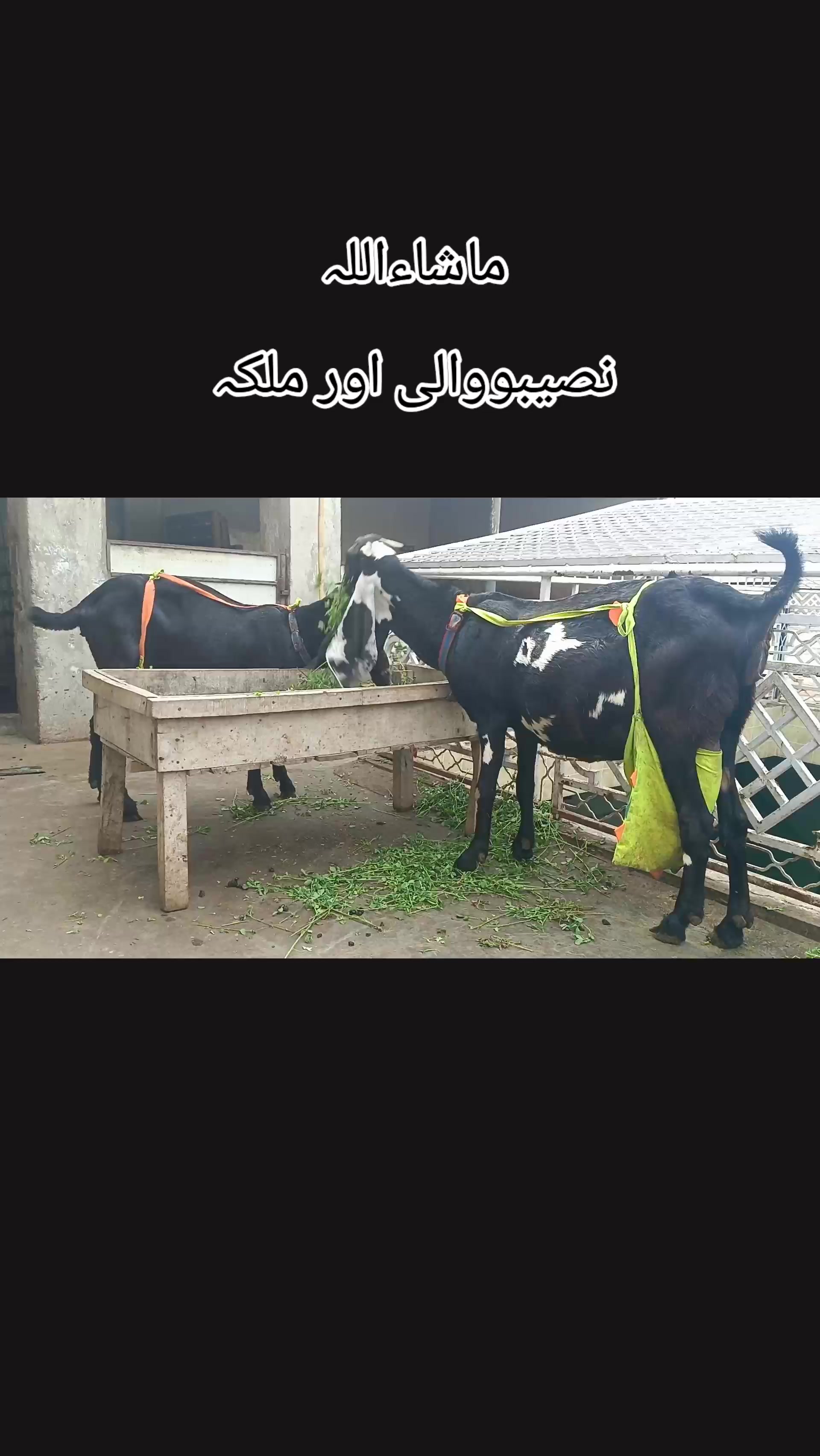 @abubakar Rajpoot
