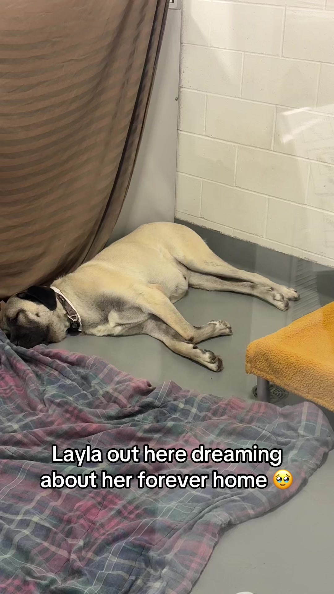 @Calgary Humane Society