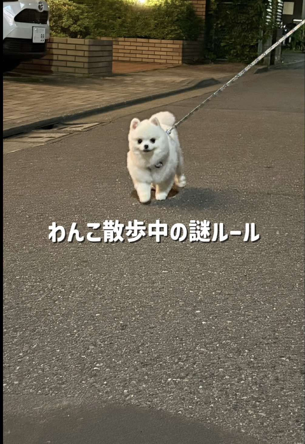 @ポメラニアンのミル🍼