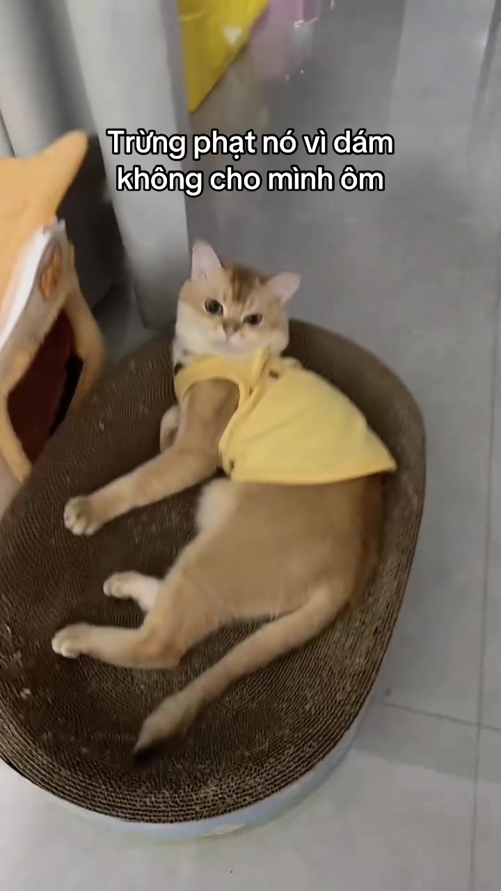 @Skibidi Cat