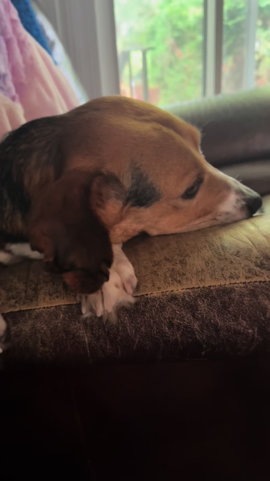 @ThatBeagleGus