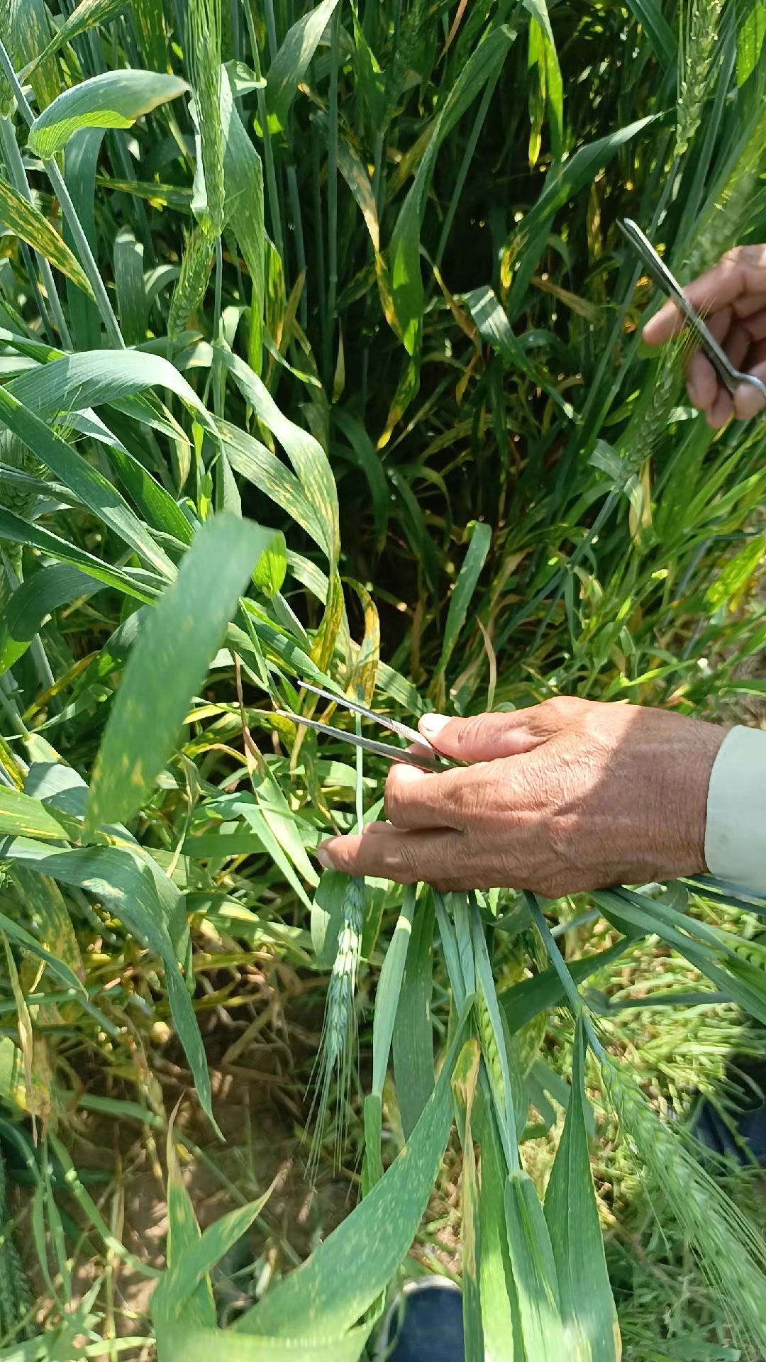 @Mr.Tori.Farming (pathologist)