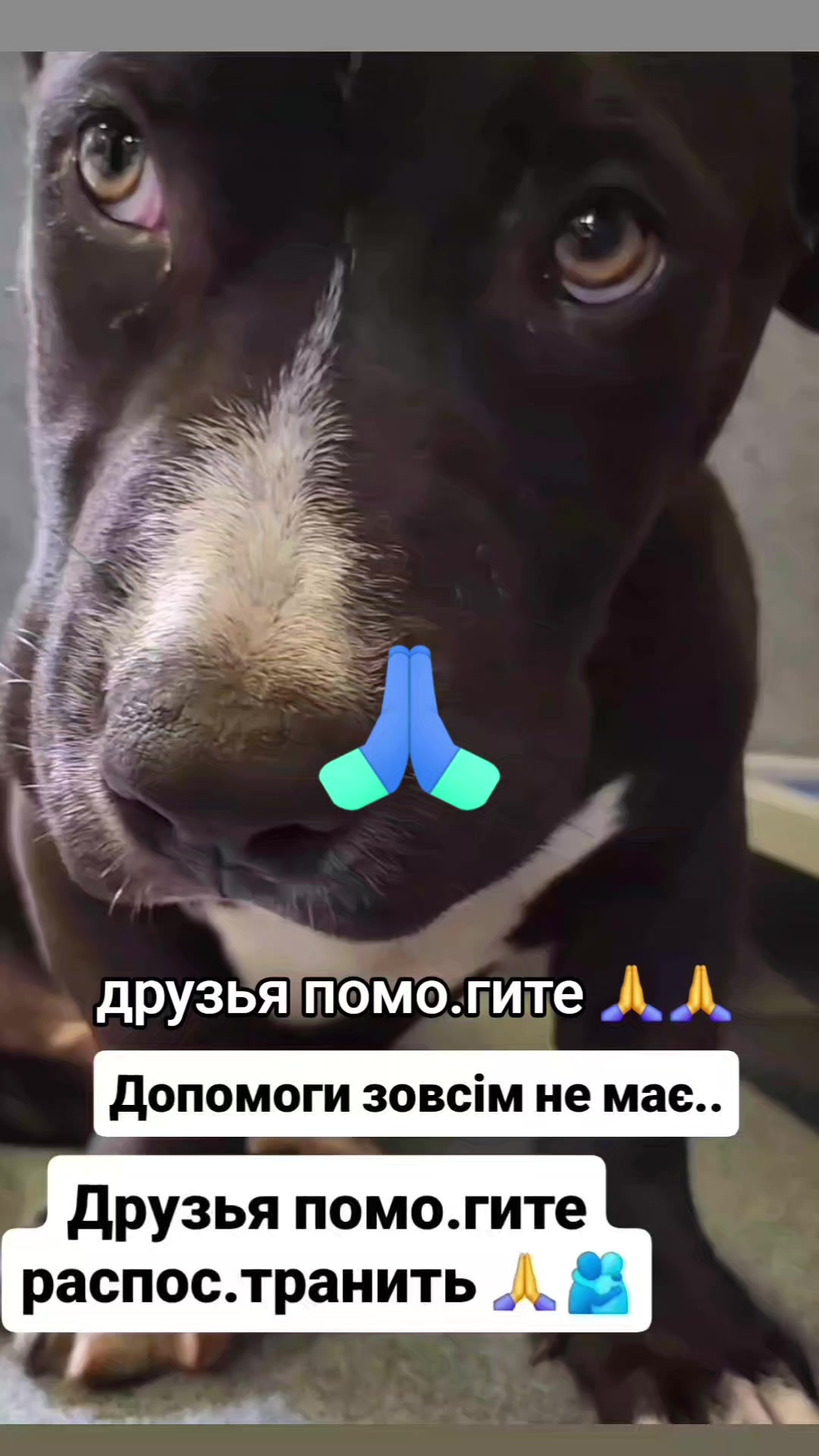 @animal