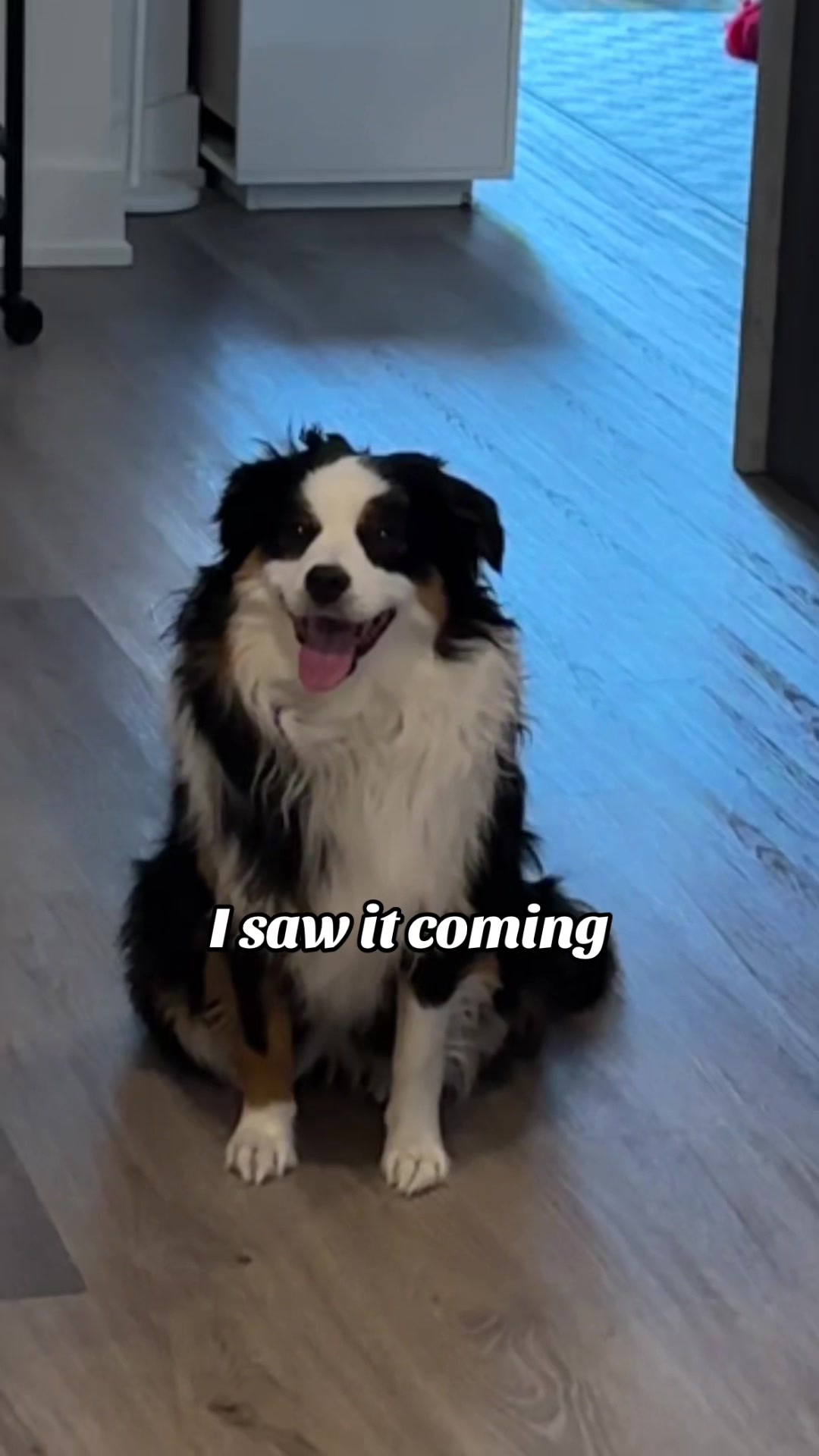 @Bonita.The.Mini.Aussie