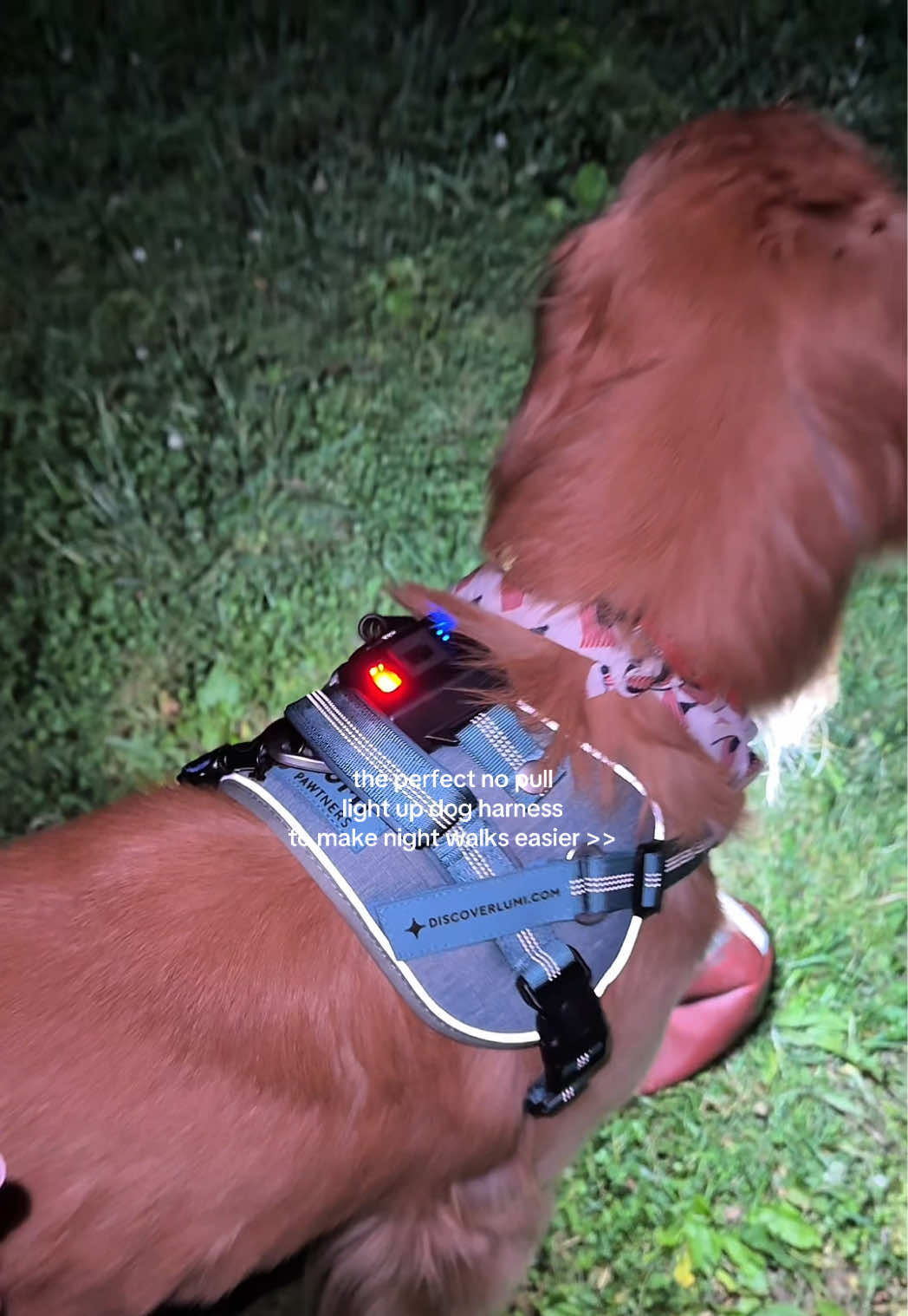 @Josi B🐕