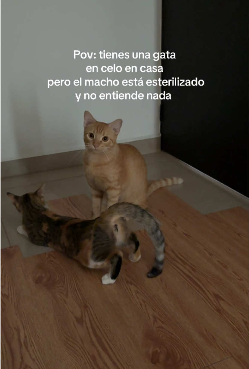 @Nina&figo