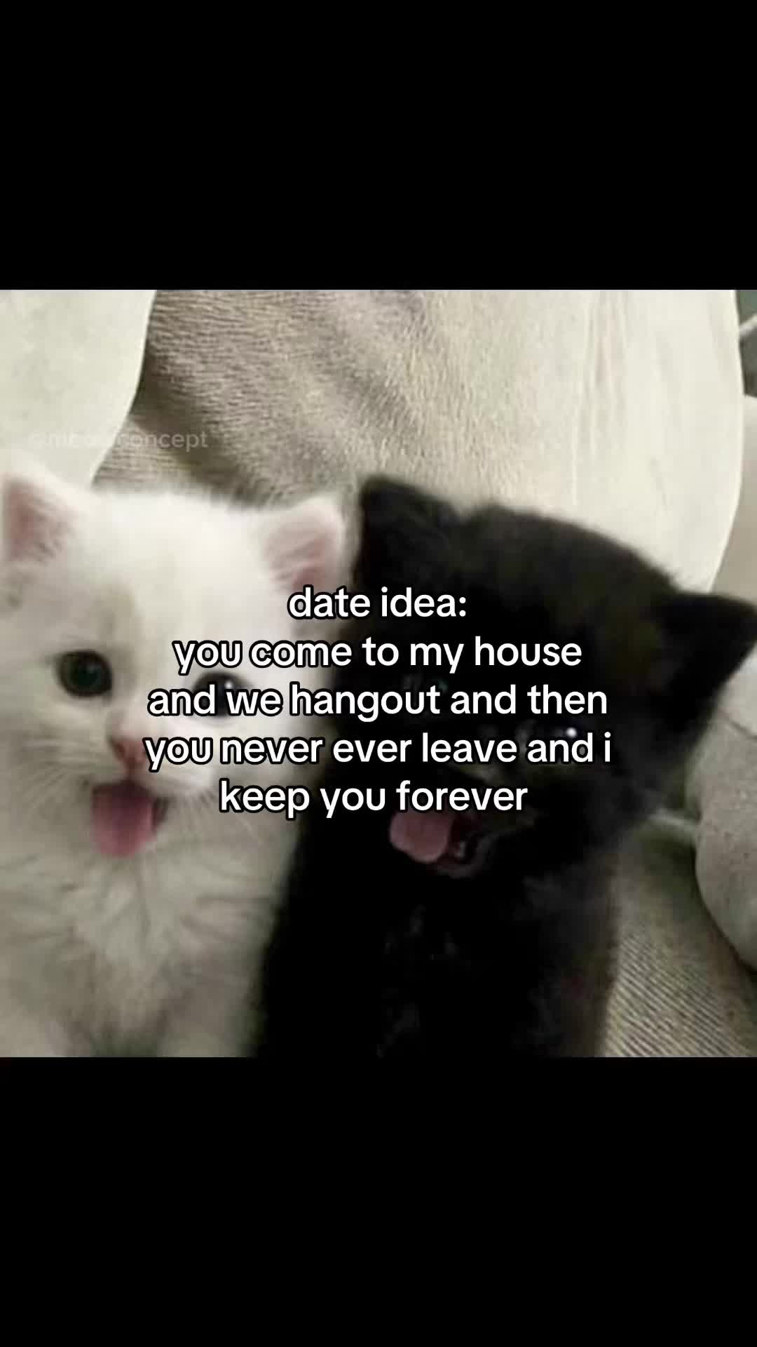 @meowconcept