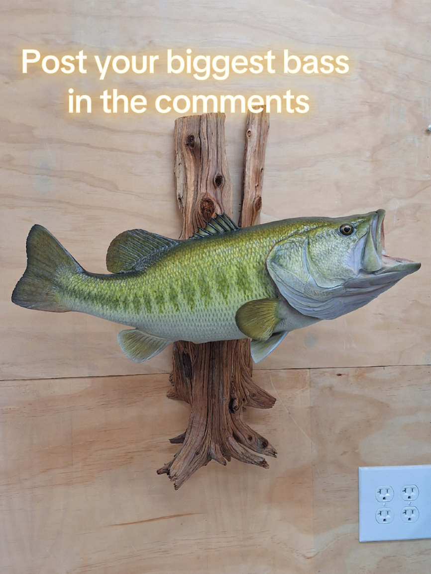 @SouthernScalesFishTaxi