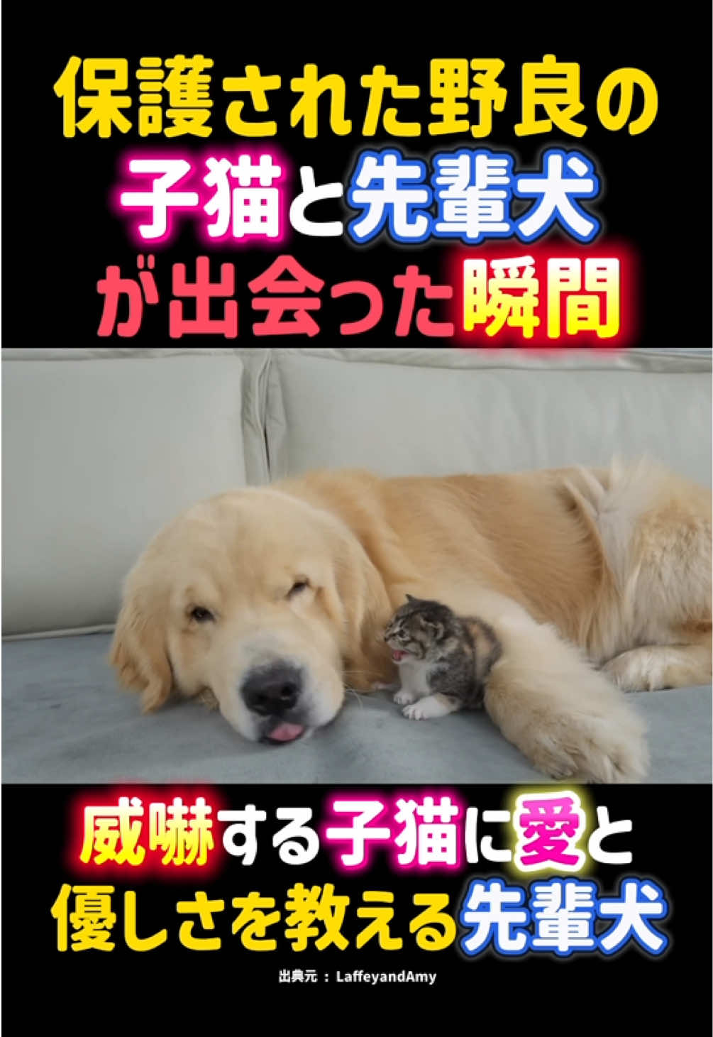 @動物癒し動画♡ animal cute