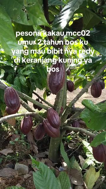 @agro lestari jaya 2
