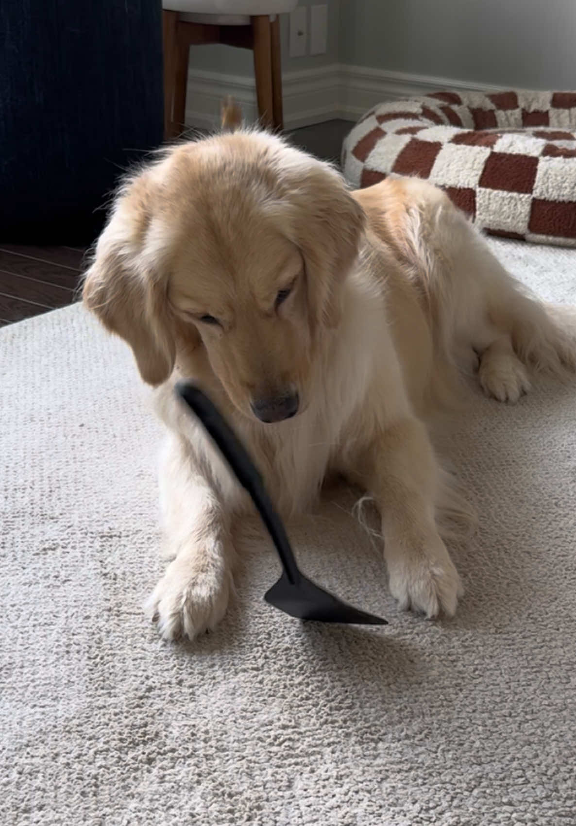 @Daisy & Maple the Goldens