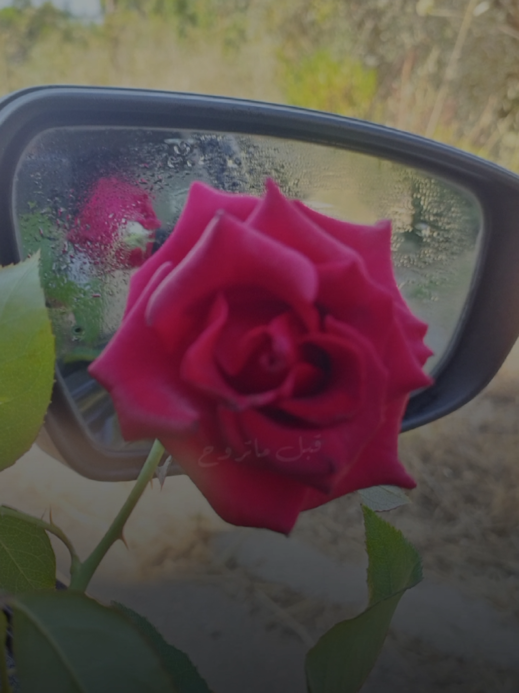 @lavendr81