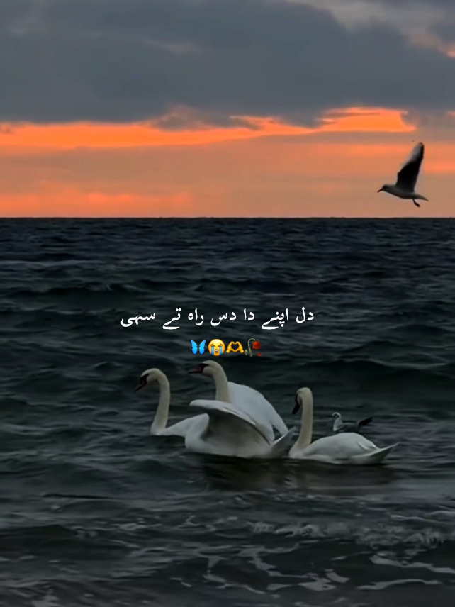@Hɪʙᴀ 👑 خان