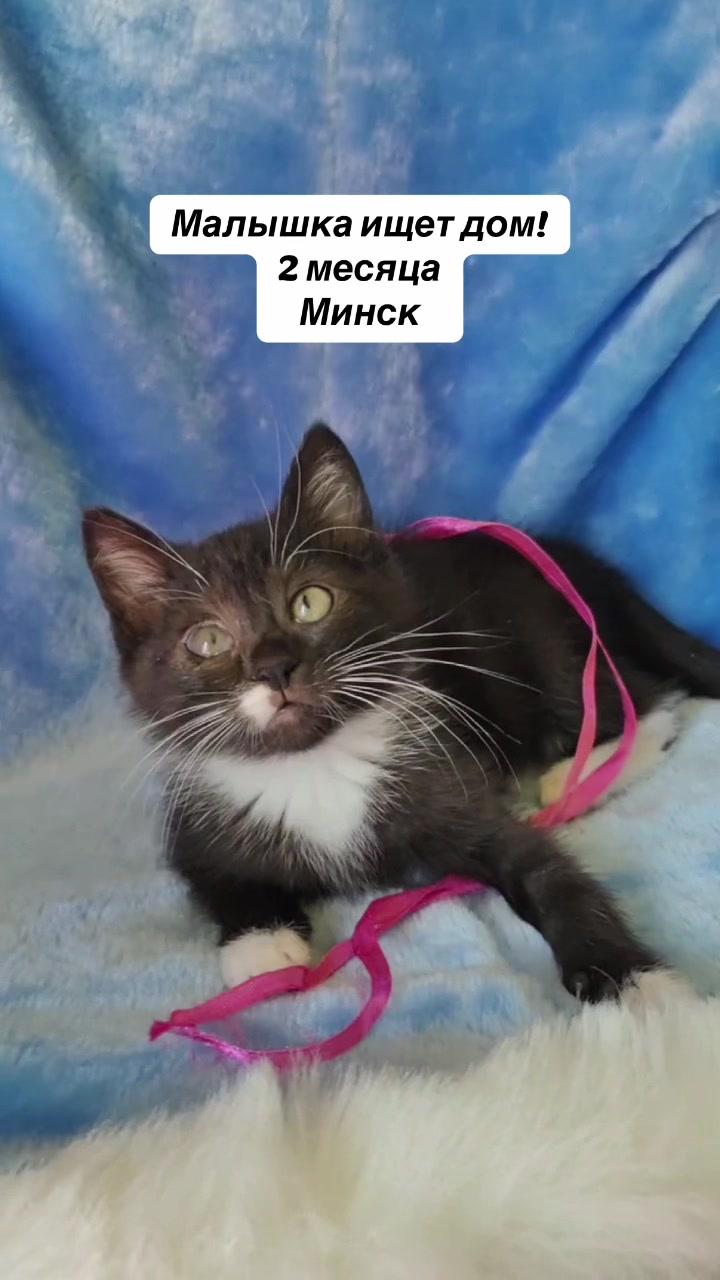 @Котята в дар!