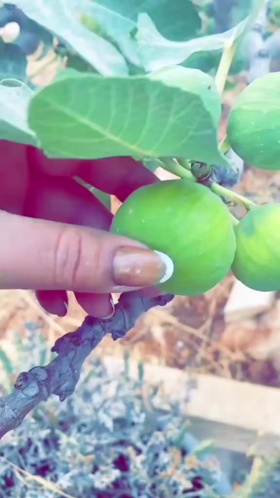 @توته ملتوته🍓☺️✌️
