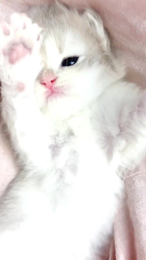 @catbosssss