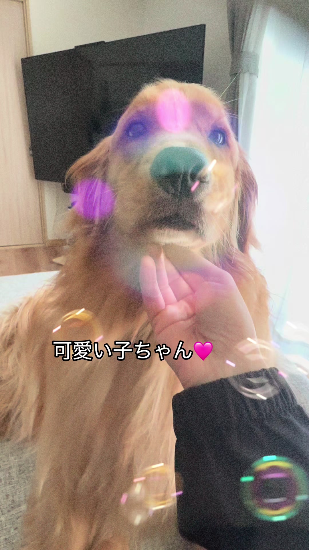 @ACIKA🇯🇵🇲🇨MOMO🍑🐶