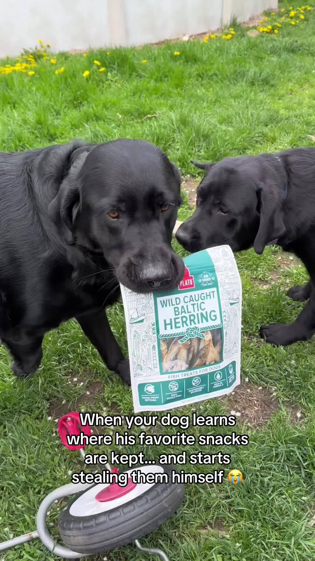 @DennisTheBlackLab