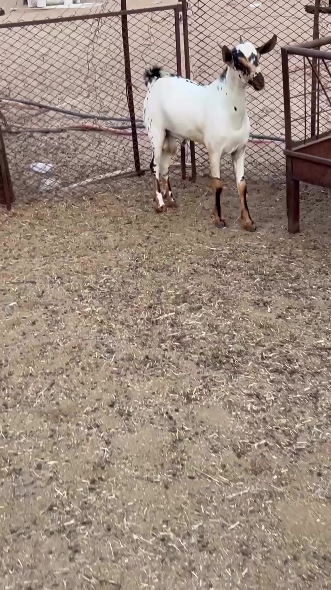 @محمد