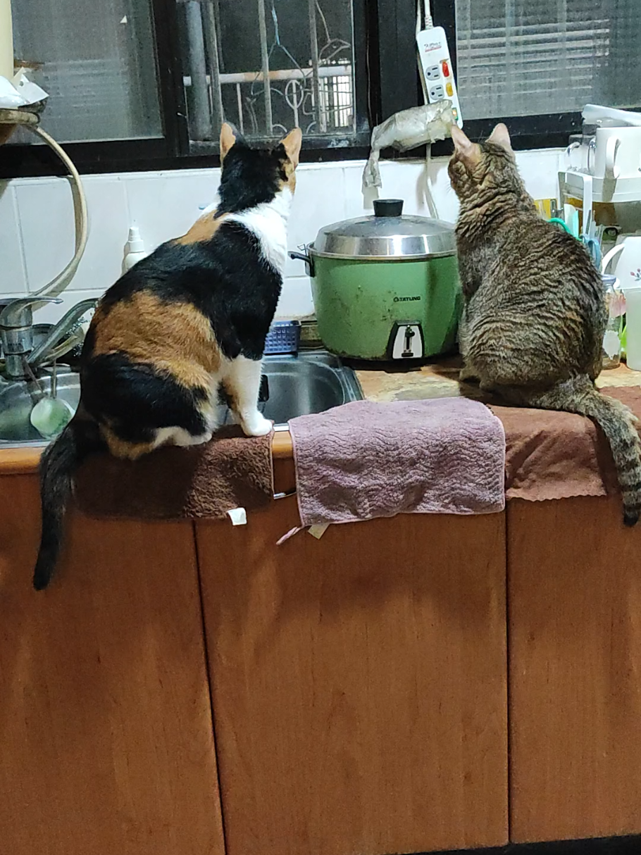 @三貓老爹