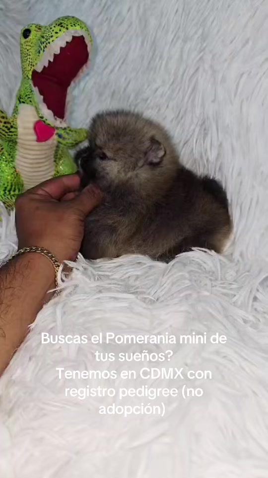 @LOS SALVAJES