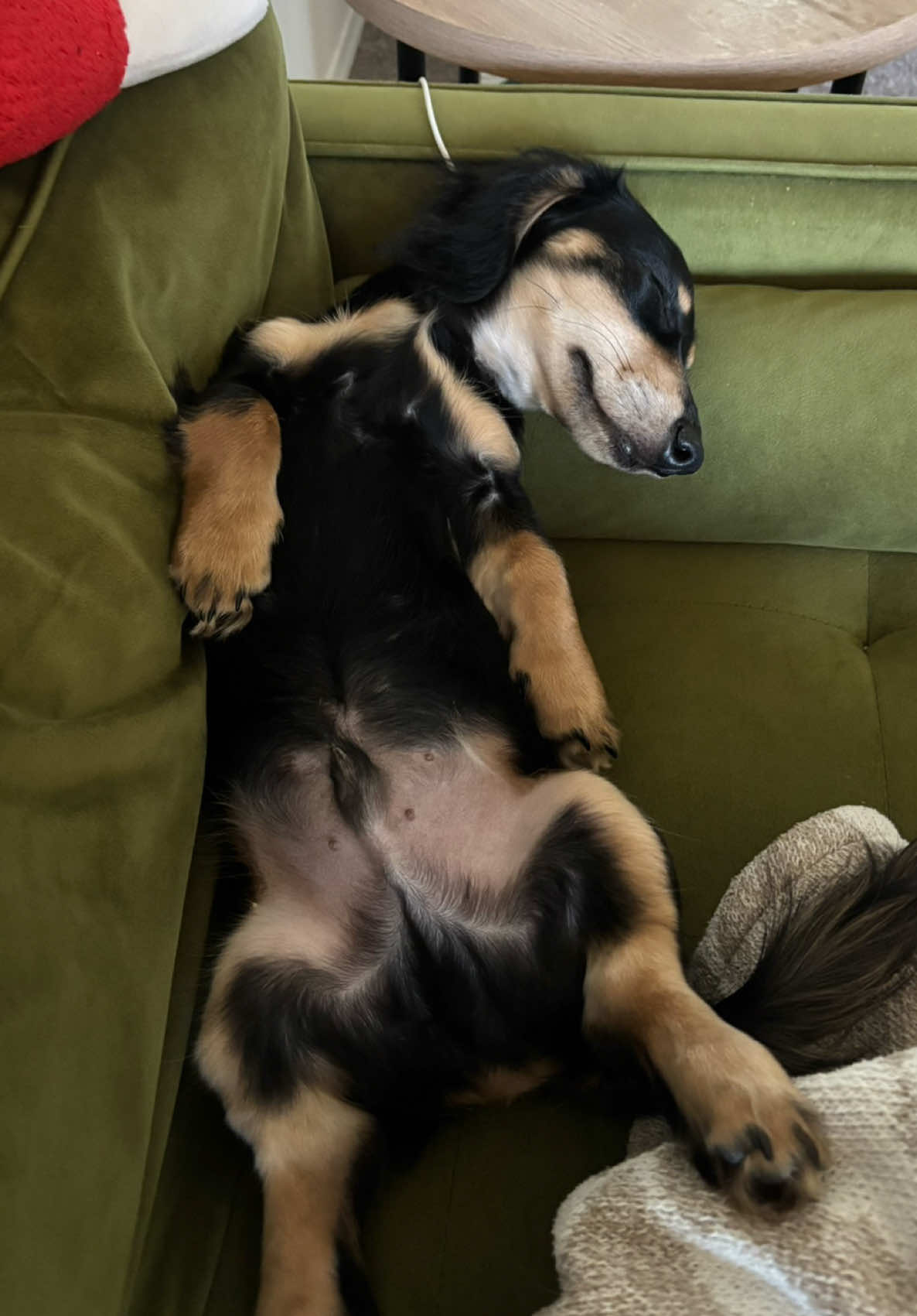 @Eppe | Mini Dachshund