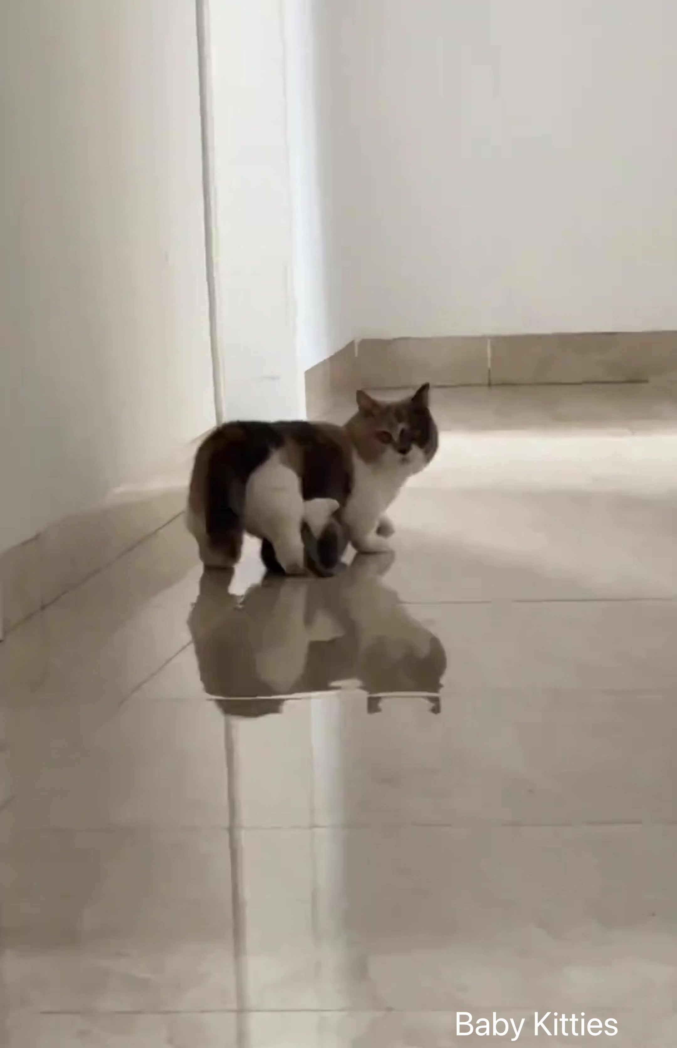 @Pawsfull.ASMR