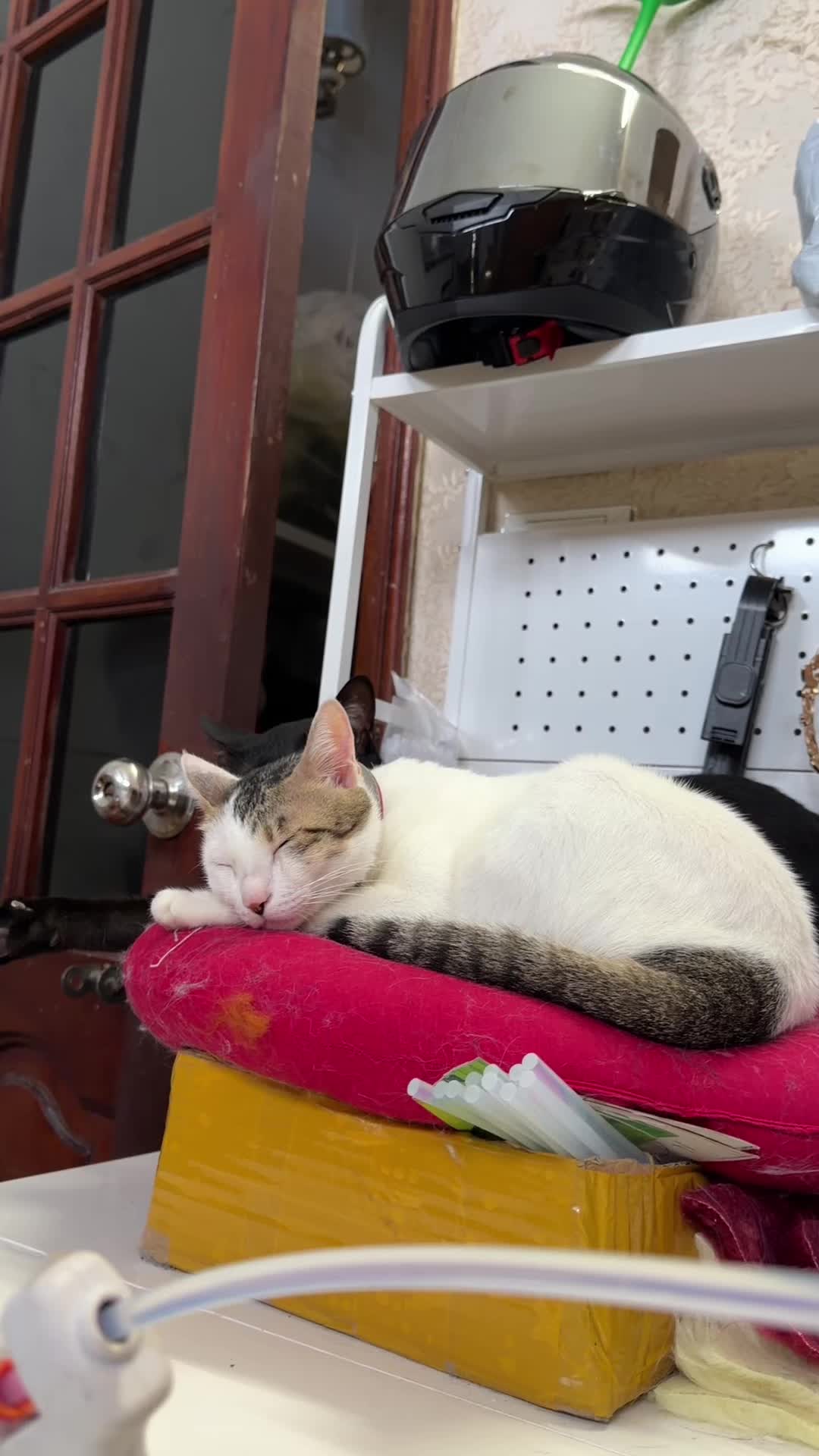 @Zi- Sốp furry tai đu&ocirc;i th&uacute;🐈&zwj;⬛