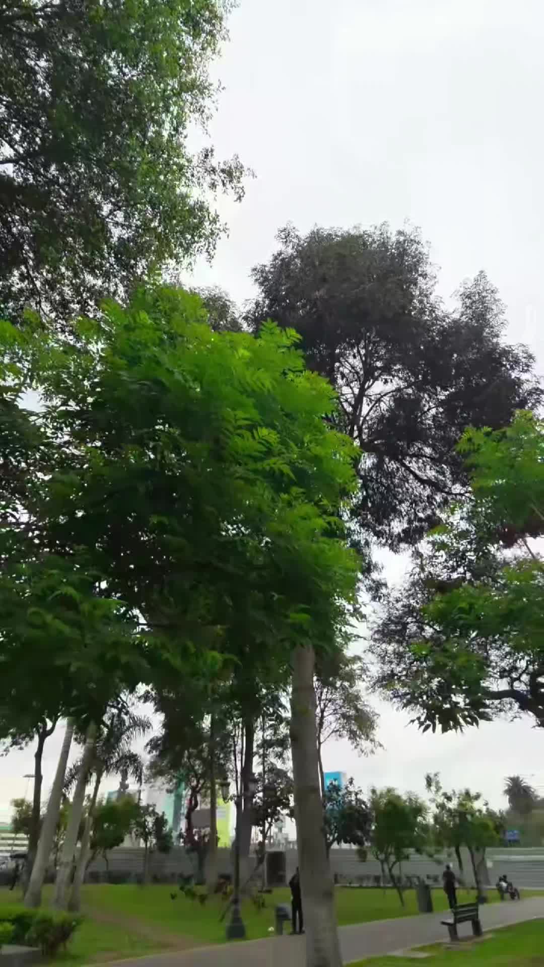 @Punzocortxnte