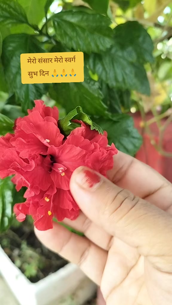 @Sushila Pokhrel