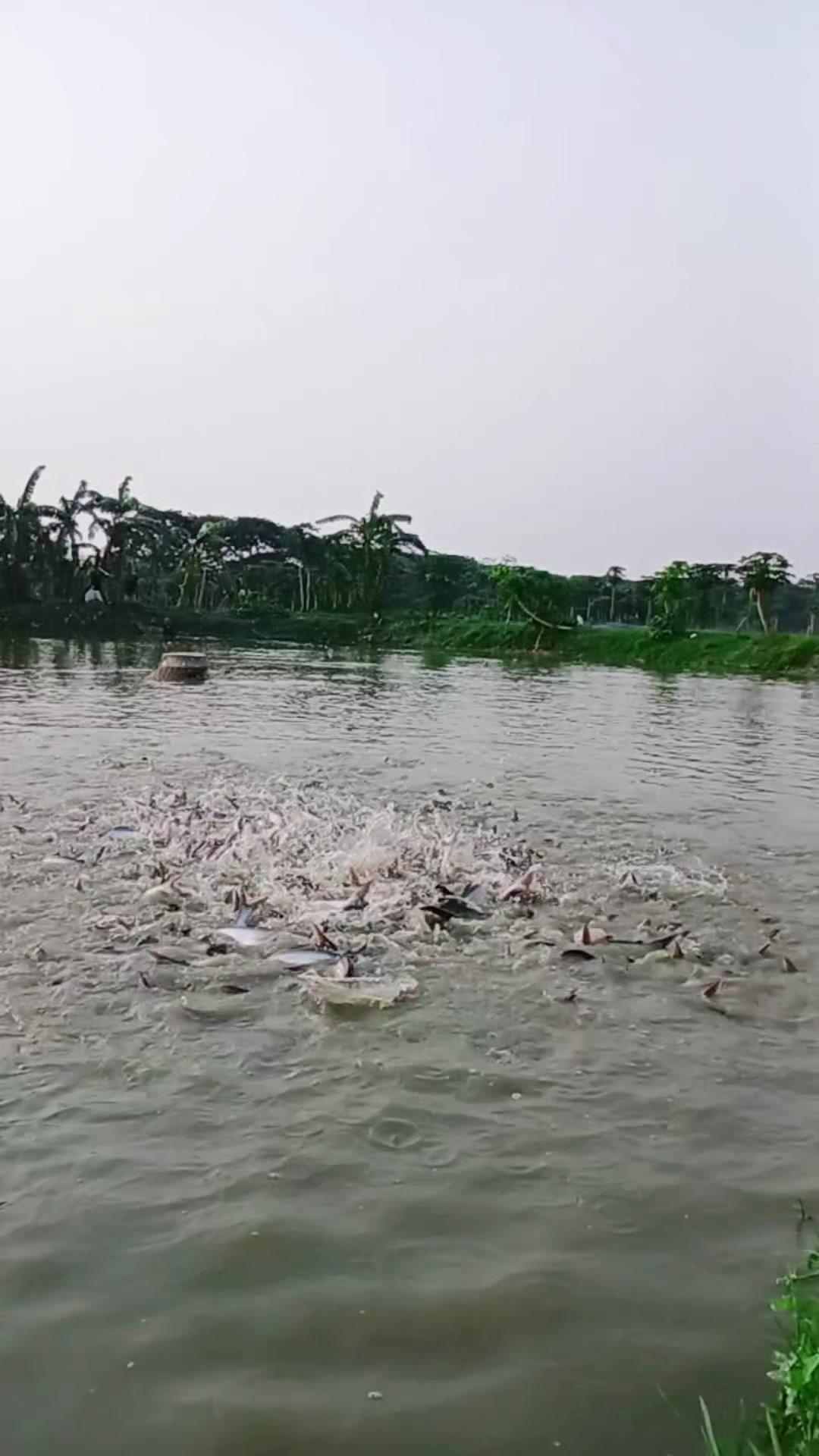 @সুজন মিয়া