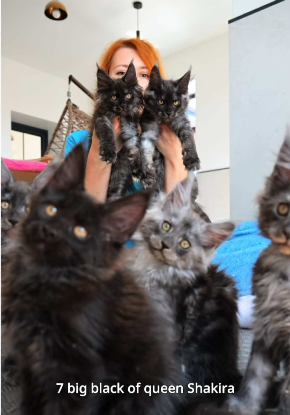 @Tassel Ears Maine Coon Cattery