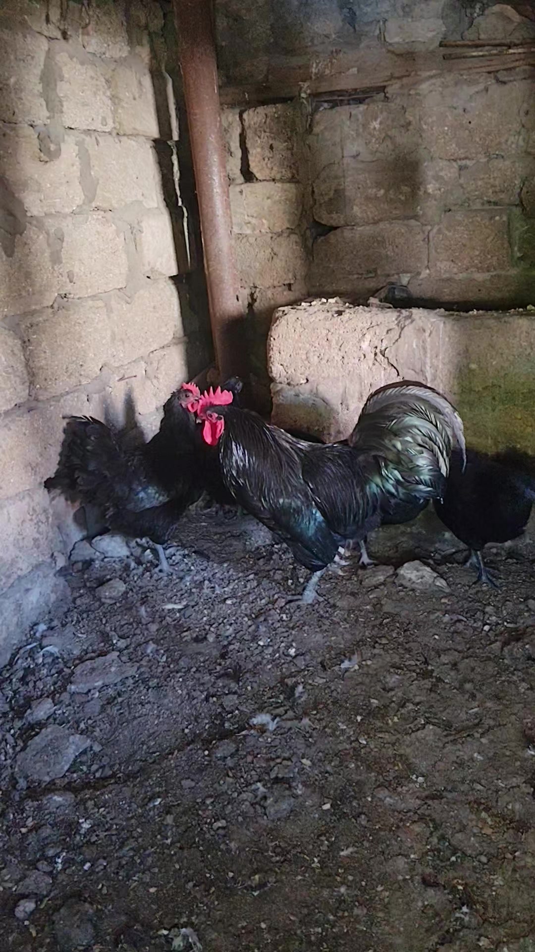 @MAŞTAĞA_QUŞCULUĞ