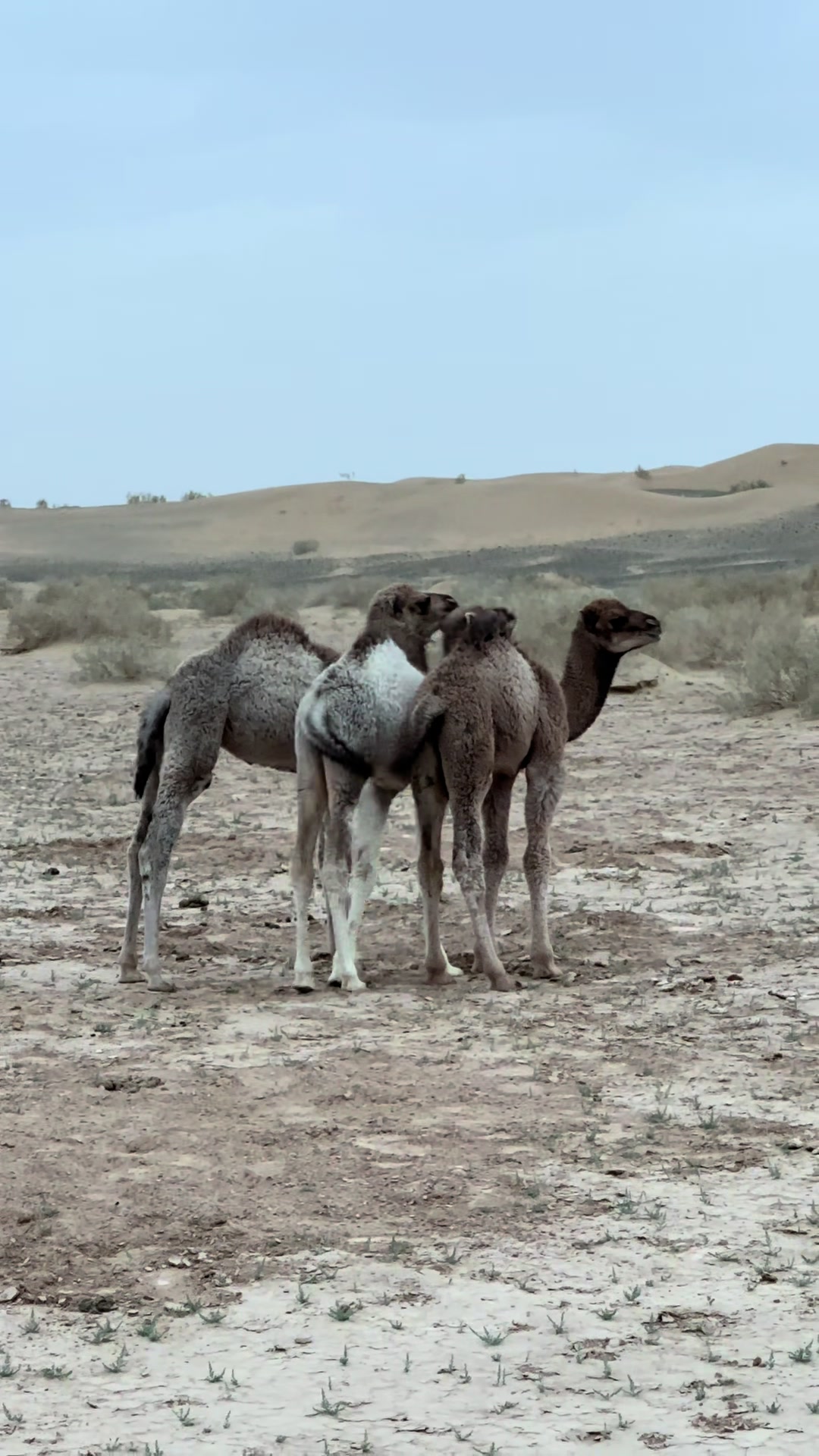 @بلوچستان عشق است 🐪🏜️🪶