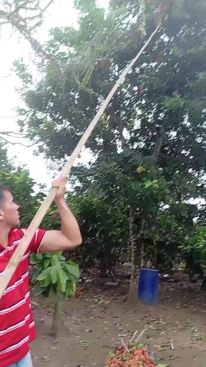 @Jairo desde el campo.