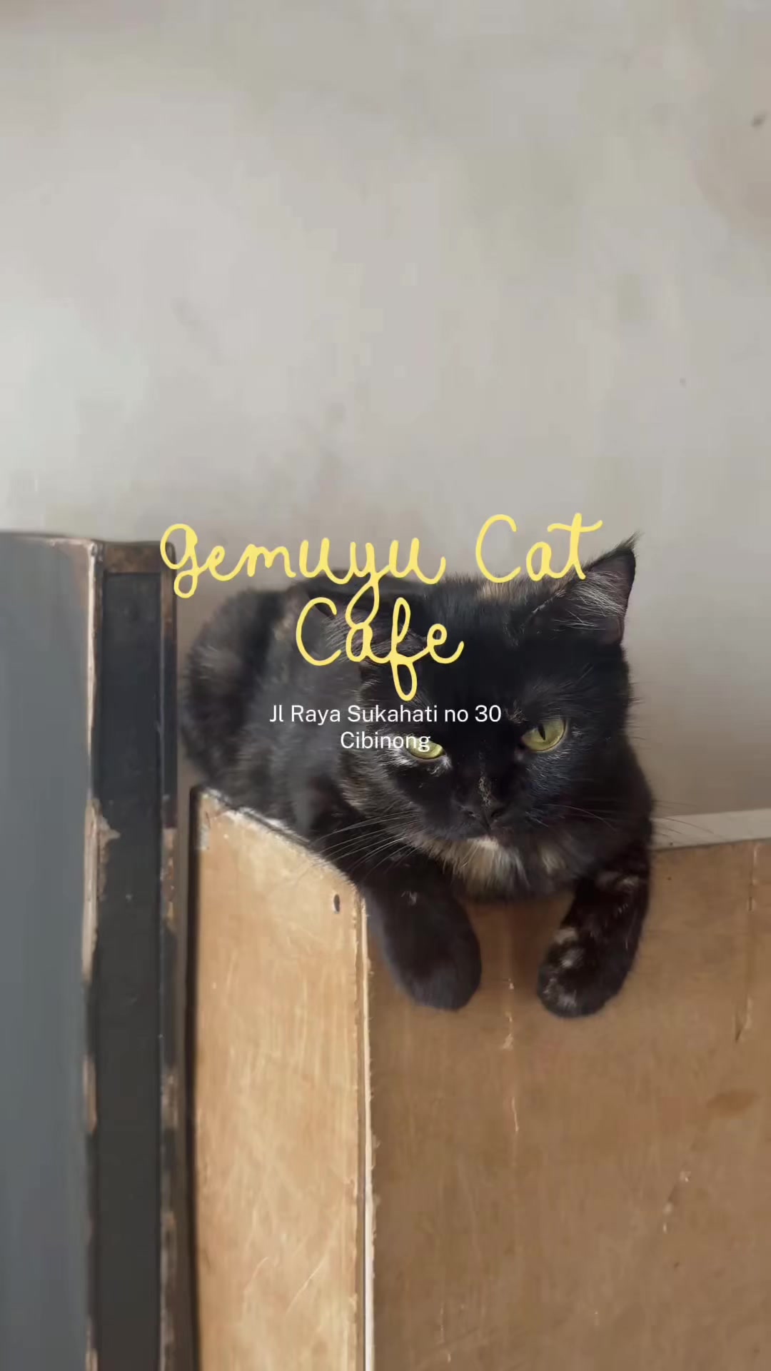 @Cafe Kucing Gemuyu